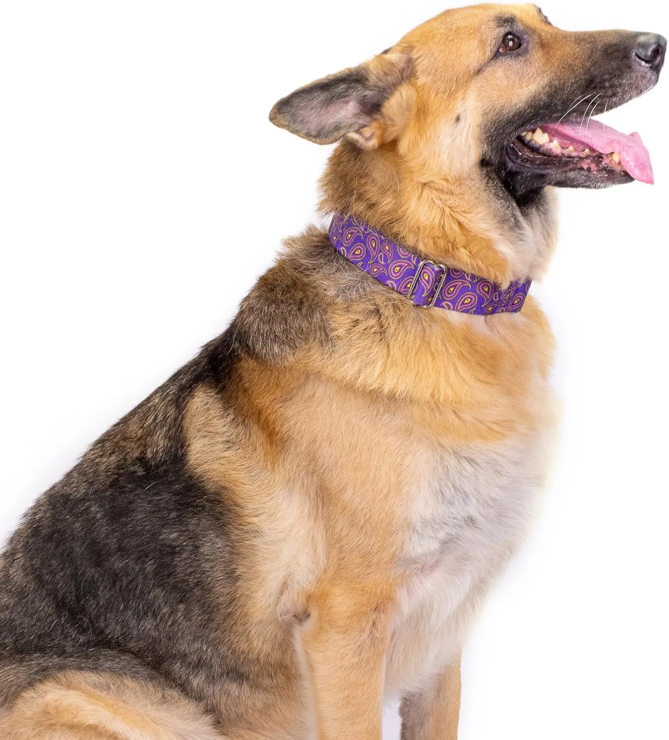 Country Brook Petz - Purple Paisley Martingale Dog Collar - Paisley Collection Featuring Classy Designs (1 1/2 Inch, Extra Large)